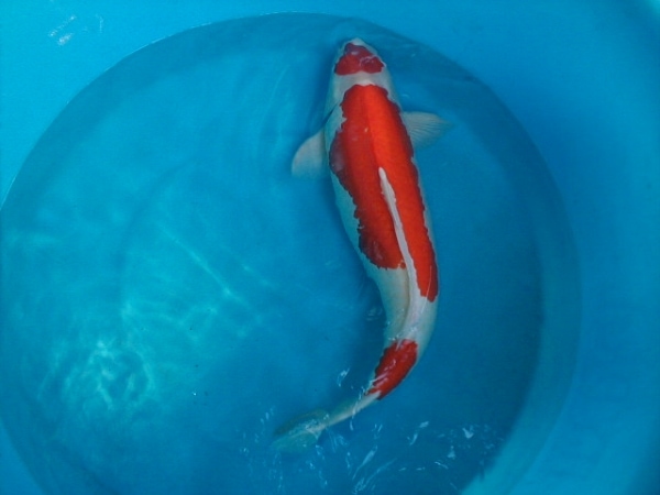 orange and whiite koi fish